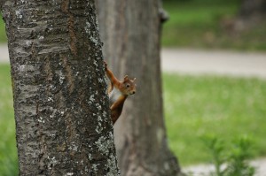 4th place Red Squirrel, Ariege region, Midi-Pyrenees, France 